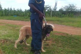 hhour_security_gaurd_plus_dog
